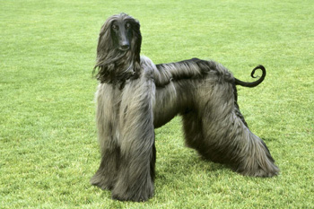 阿富汗猎犬（贵族犬）